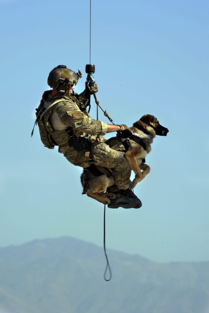 dog-659871-682x1024 Ausbildung + Training