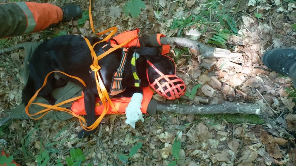 TCRH-ASP-Einsatzuebung-2026-06-20-10-1024x576 Einsatzübung für ASP-Einsatzkräfte
